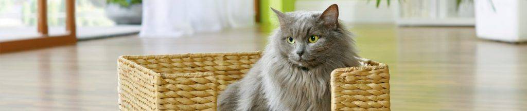 Que ce soit dans votre animalerie Montpellier ou Toulouse, conseils et articles de qualité